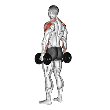 Animated demonstration of the dumbbell rear delt raise exercise, targeting the Delts using Dumbbell.