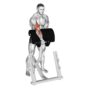 Animated demonstration of the dumbbell standing zottman preacher curl exercise, targeting the Biceps using Dumbbell.