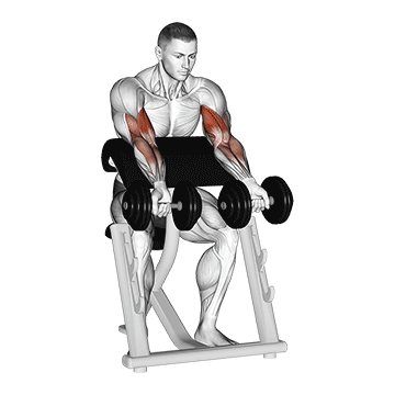 Animated demonstration of the dumbbell zottman preacher curl exercise, targeting the Biceps using Dumbbell.
