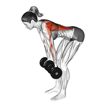 dumbbell reverse grip row (female)