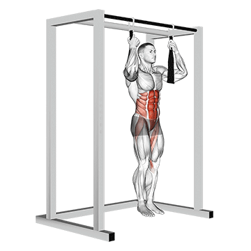 Animated demonstration of the arm slingers hanging bent knee legs exercise, targeting the Abs using Body weight.