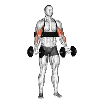 Animated demonstration of the dumbbell biceps curl (with arm blaster) exercise, targeting the Biceps using Dumbbell.