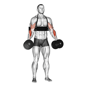 Animated demonstration of the dumbbell hammer curls (with arm blaster) exercise, targeting the Biceps using Dumbbell.
