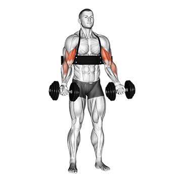Animated demonstration of the dumbbell alternate biceps curl (with arm blaster) exercise, targeting the Biceps using Dumbbell.