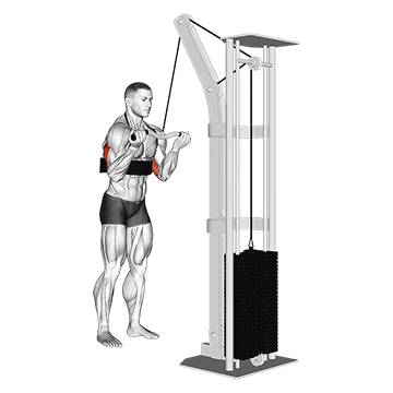 cable reverse grip triceps pushdown (sz-bar) (with arm blaster)