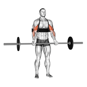 barbell biceps curl (with arm blaster)