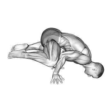Animated demonstration of the frog planche exercise, targeting the Abs using Body weight.