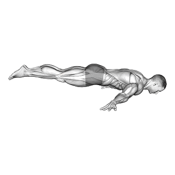 Animated demonstration of the full maltese exercise, targeting the Abs using Body weight.