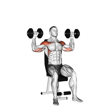 Animated demonstration of the dumbbell seated alternate shoulder exercise, targeting the Delts using Dumbbell.