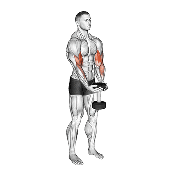 Animated demonstration of the dumbbell waiter biceps curl exercise, targeting the Biceps using Dumbbell.
